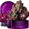 Rainbow Gelato Wizard Trees
